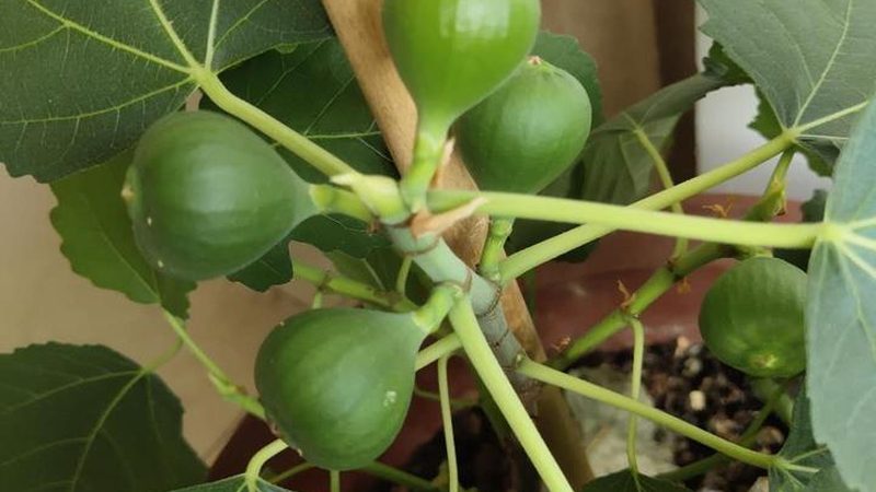 网络维护资质代办：揭秘背后的专业与合规